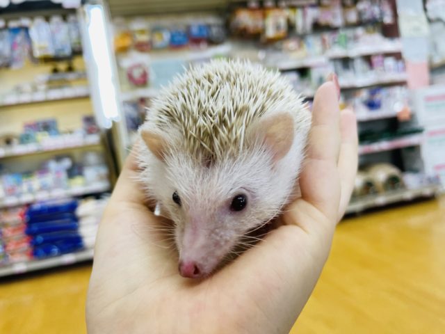 ハリネズミ（ヨツユビハリネズミ）