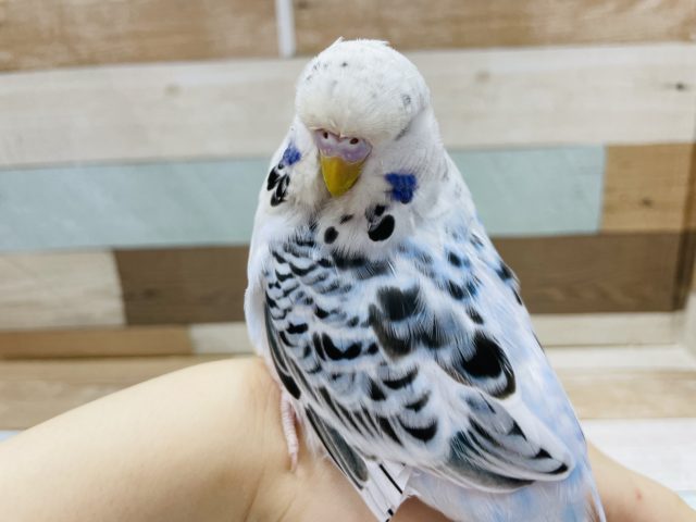 飛ぶよ!?ポーズが激かわ♥ジャンボセキセイインコ! ジャンボセキセイインコ