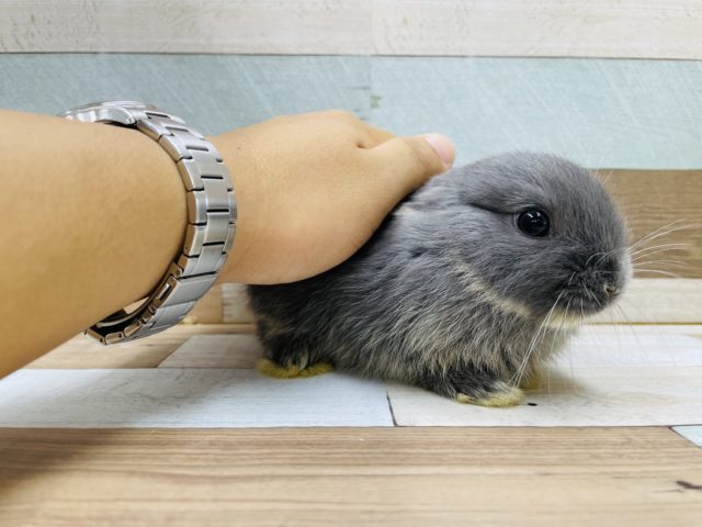 ネザーランドドワーフ