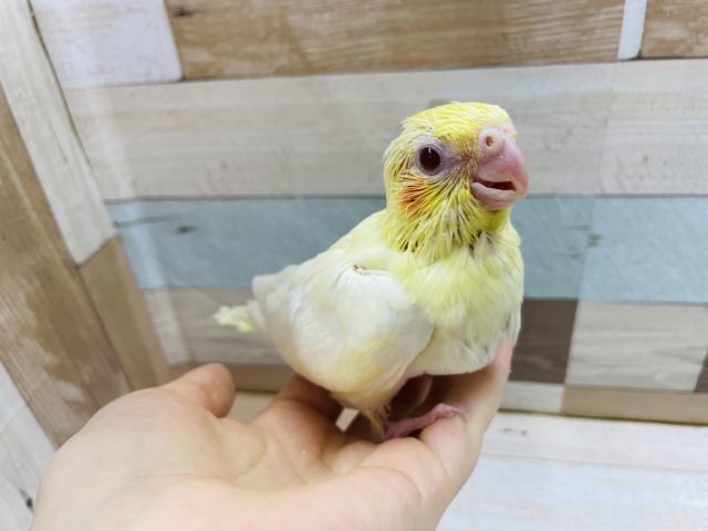 オカメインコ