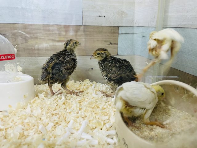 ヒメウズラ・並ウズラ