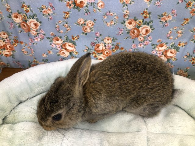 ロップイヤー? 9/2撮影 ロップイヤーラビット