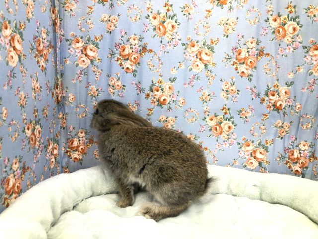 ロップイヤー? 9/2撮影 ロップイヤーラビット