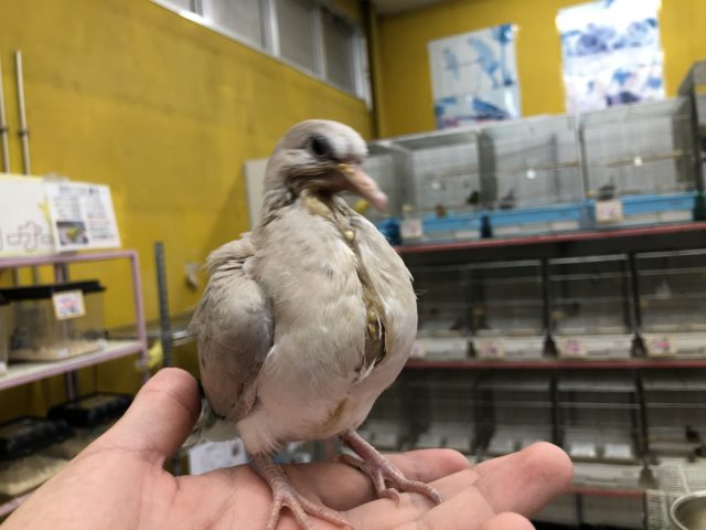 ポッポー来ました 9/6撮影 ジュズカケバト