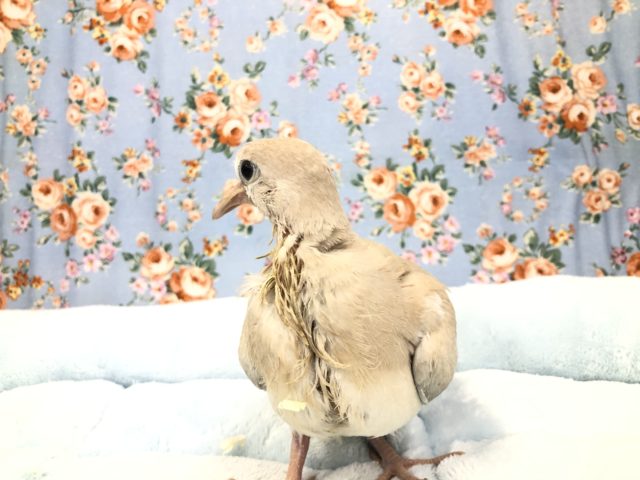 ポッポー来ました 9/6撮影 ジュズカケバト