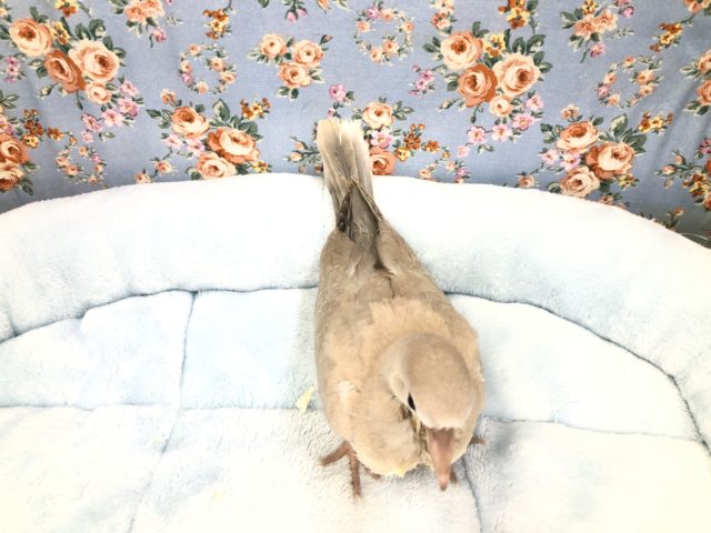 ポッポー来ました 9/6撮影 ジュズカケバト