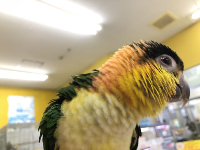 シロハラインコ? 9/10撮影 シロハラインコ