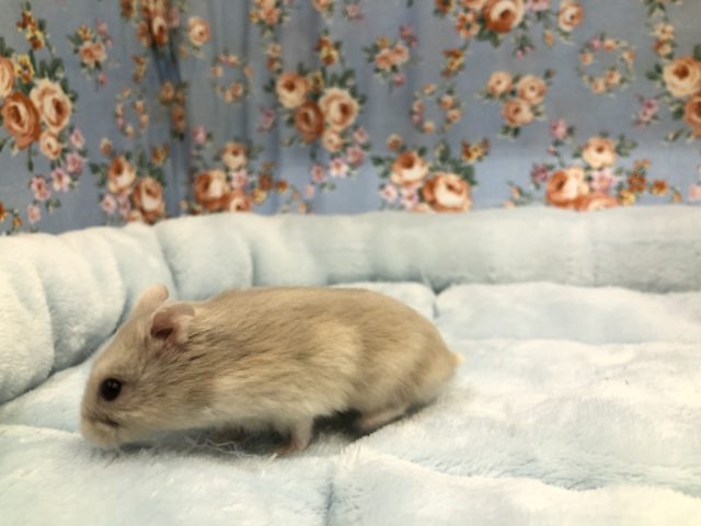 ドワーフハムスターの1種