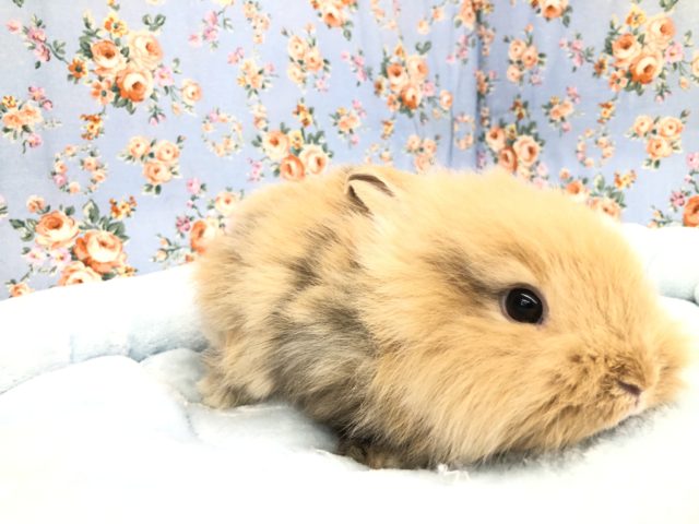ロップイヤーラビット