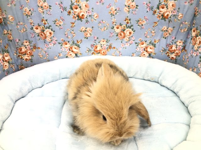 ロップイヤーラビット