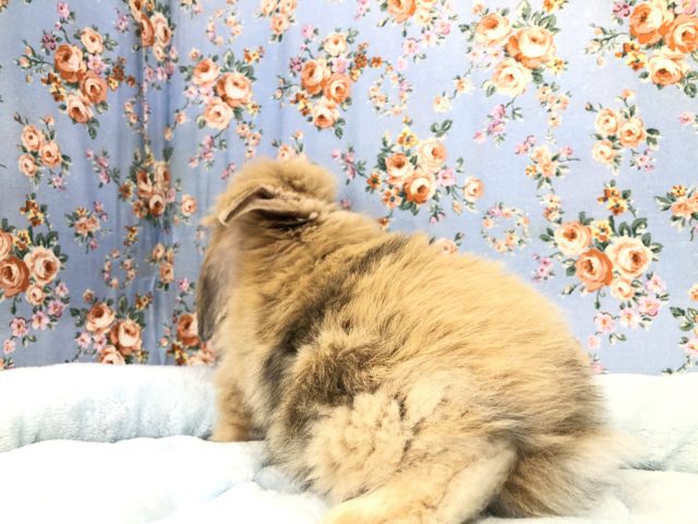 ロップイヤーラビット