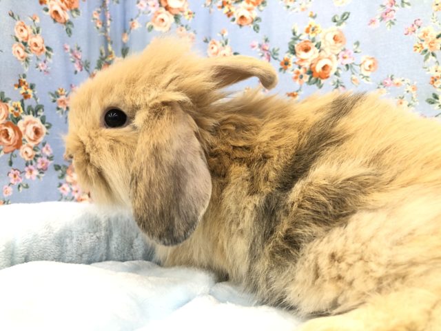 ロップイヤーラビット