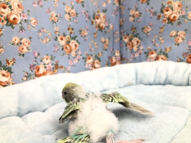 セキセイインコ