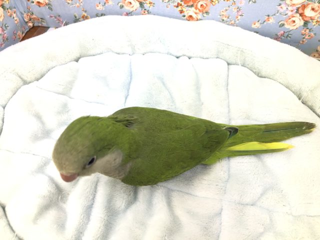 おしゃべり上手になりました! しゃべるかな~? オキナインコ グリーン 9/22撮影 オキナインコ
