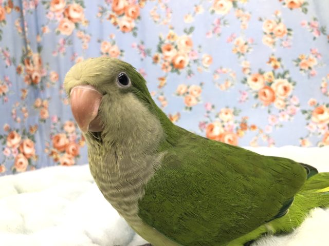 おしゃべり上手になりました! しゃべるかな~? オキナインコ グリーン 9/22撮影 オキナインコ