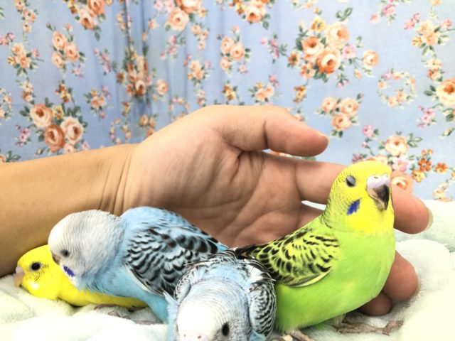 セキセイインコ