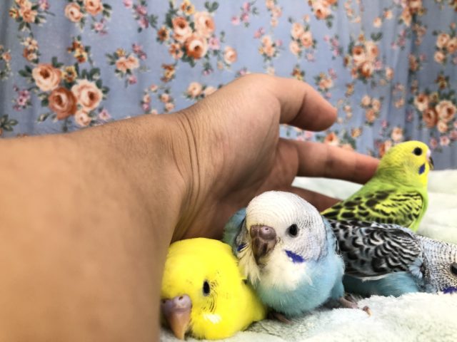 セキセイインコ