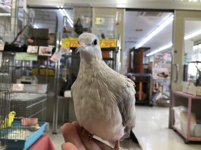 ジュズカケバト