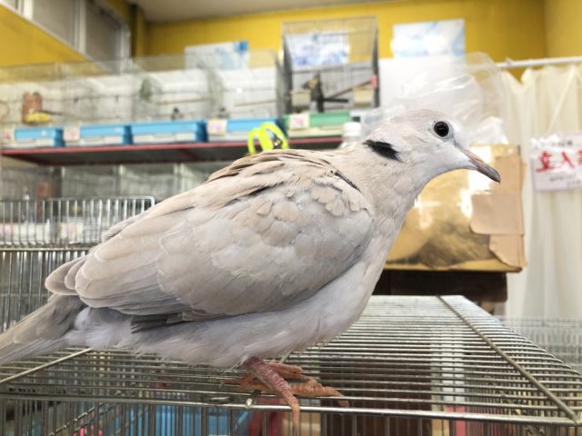 ジュズカケバト