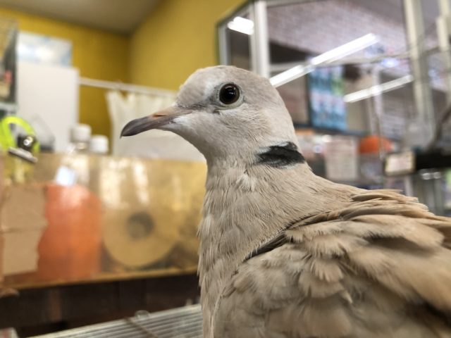 ポッポー来ました 9/6撮影 ジュズカケバト