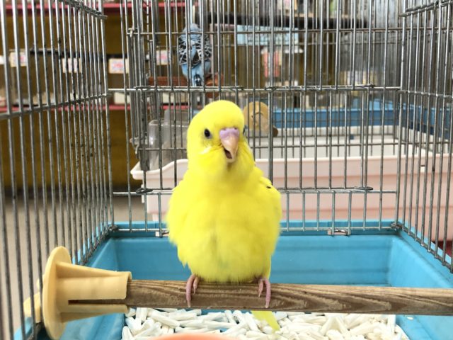 セキセイインコ
