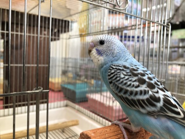 セキセイインコ