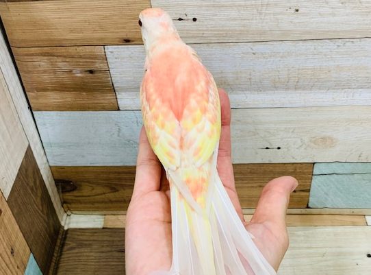 アキクサインコ（秋草インコ）