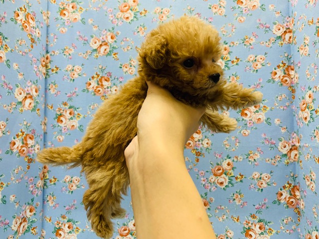 トイプードル