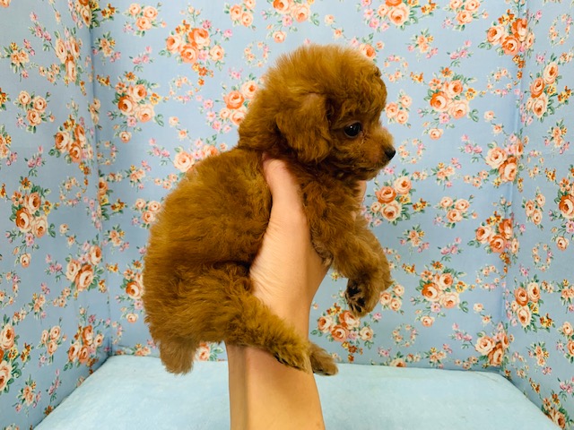 トイプードル