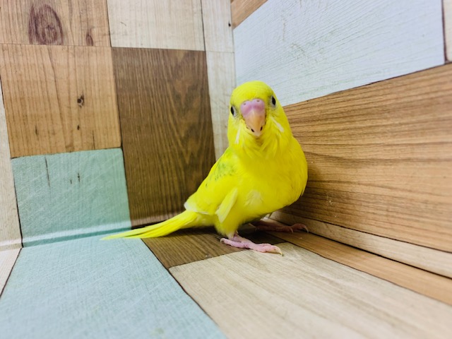セキセイインコ