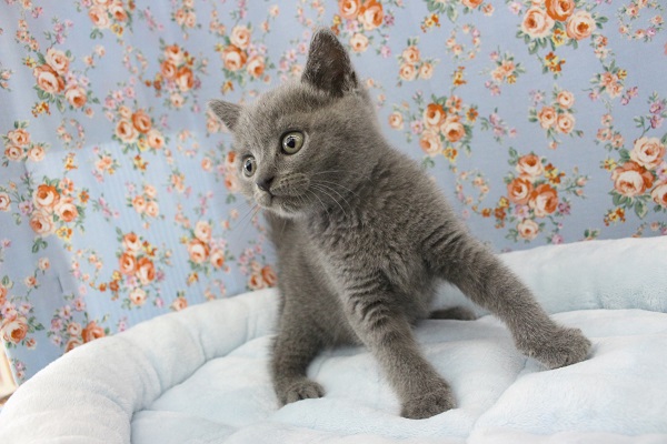 ブリティッシュショートヘア