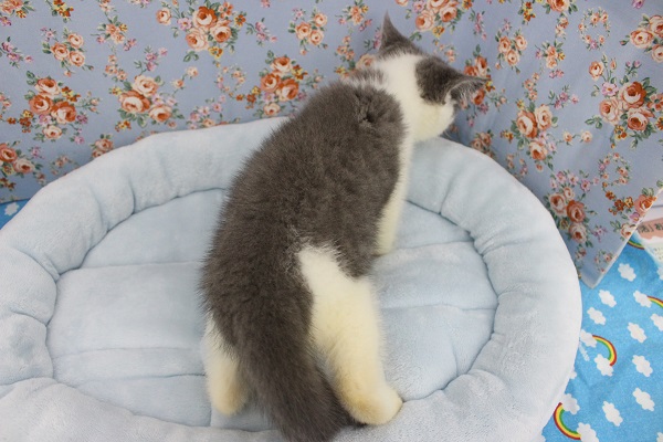 ブリティッシュショートヘア