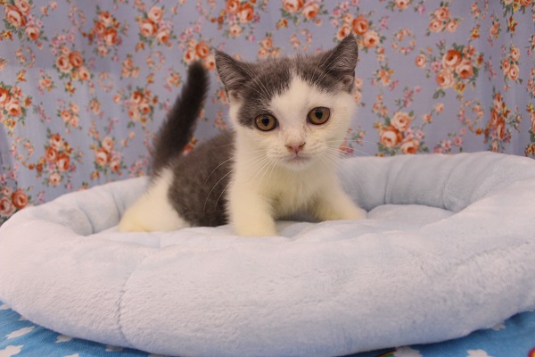 ブリティッシュショートヘア