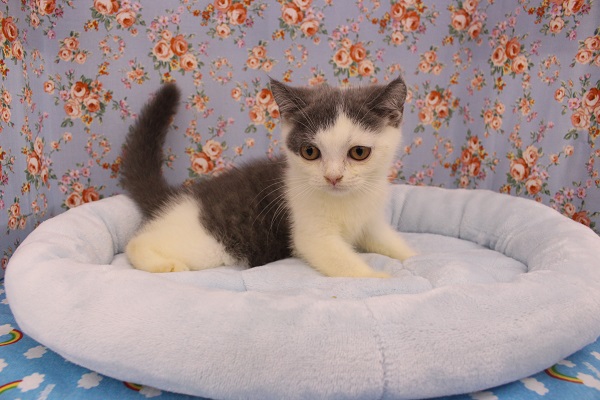 ブリティッシュショートヘア