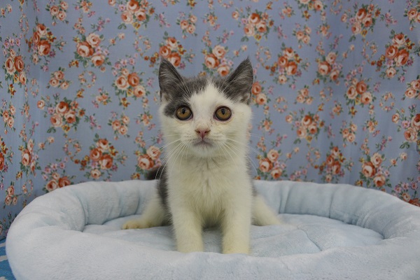 ブリティッシュショートヘア