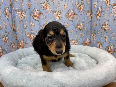 ミニチュアダックス