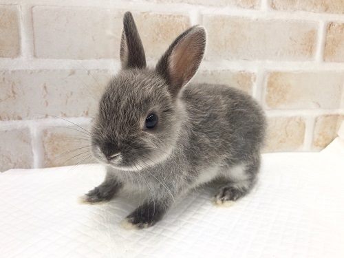 ドワーフラビット