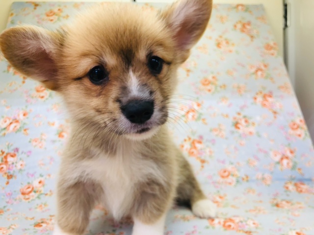 ウェルシュコーギー・ペンブローグ