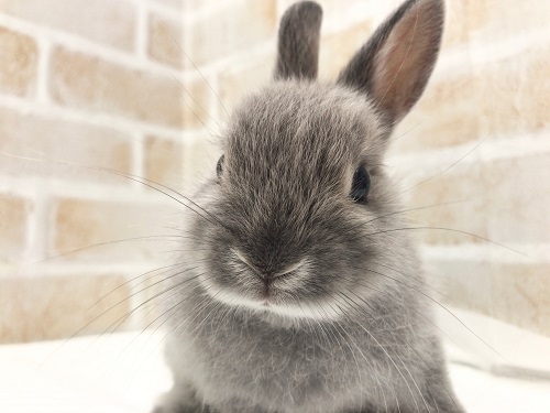 ドワーフラビット