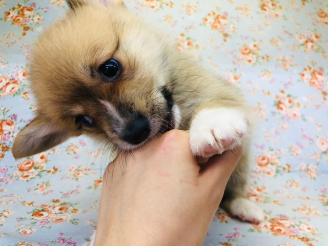 ウェルシュコーギー・ペンブローグ