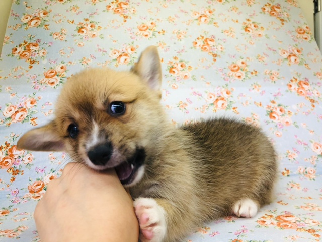 ウェルシュコーギー・ペンブローグ