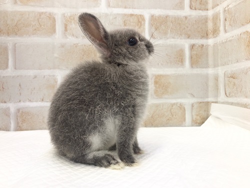 ドワーフラビット