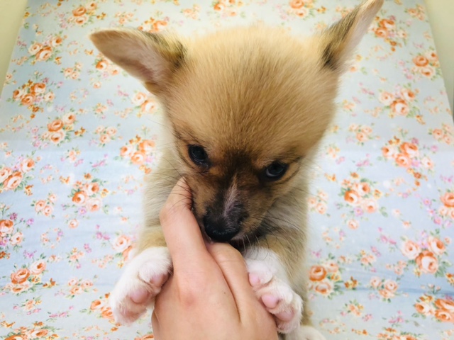 ウェルシュコーギー・ペンブローグ