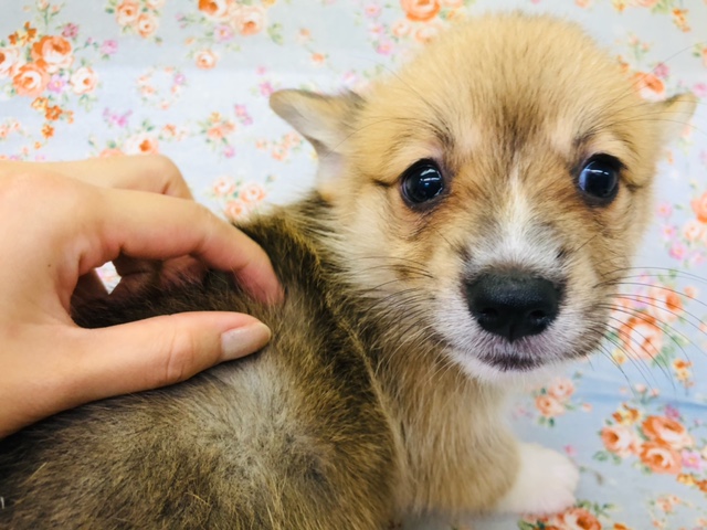 ウェルシュコーギー・ペンブローグ