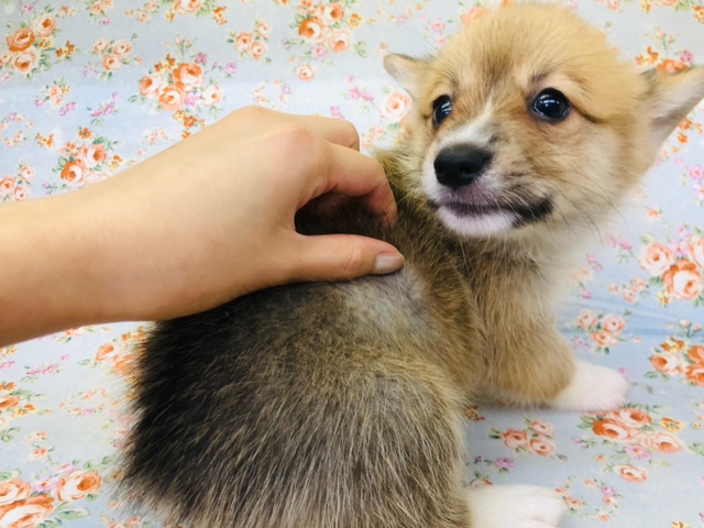 ウェルシュコーギー・ペンブローグ