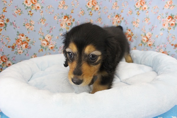 ミニチュアダックス