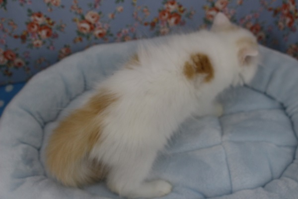 スコティッシュフォールド