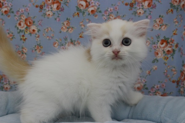 スコティッシュフォールド