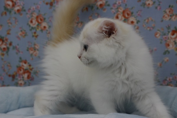 スコティッシュフォールド