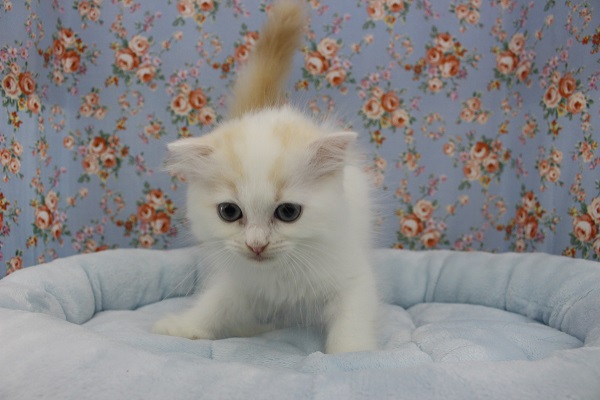 スコティッシュフォールド